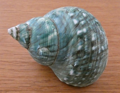 Conchiglia tropicale turbo - ,