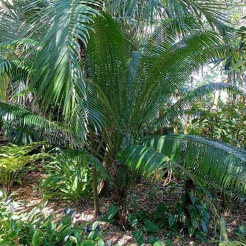 Cycad 1 - edentata),