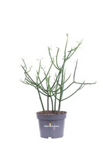 Pianta di Euphorbia Tirucalli vera succulenta ornamentale da arredo interno