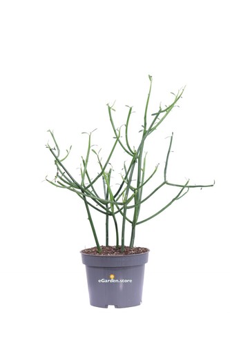 Pianta euphorbia tirucalli - di,