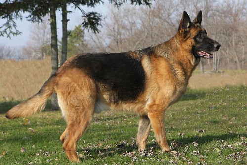 Poster cane pastore tedesco - cane,