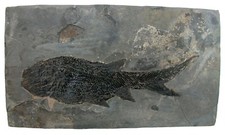 Perm Paramblypterus gelberti