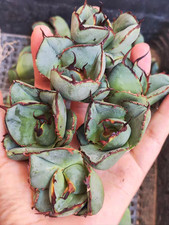 10 pezzi rara piantina da