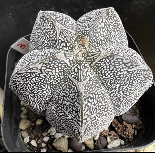 Rara pianta cactus - rara, di