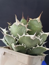 Agave Titanota Oteroi Hakugei