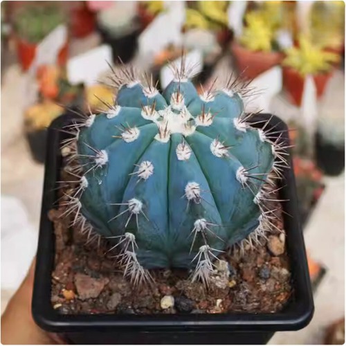 3pcs 5cm cactus - 4-5cm, pianta