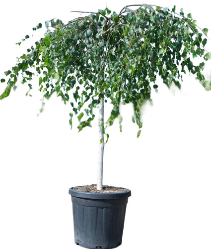 Pianta betulla pendula - di,