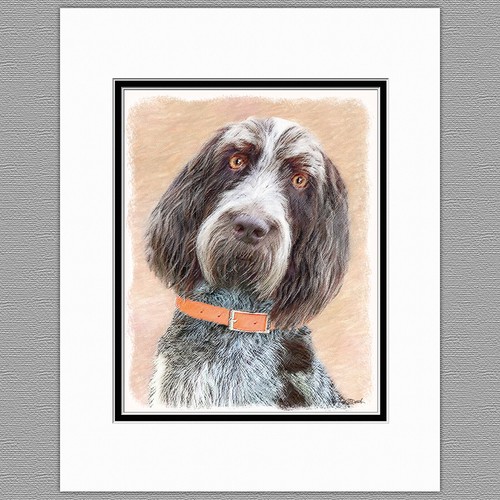 Spinone italiano cane - spinone,