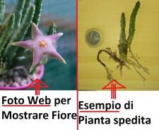 2 Steli Stapelia divaricata a radice Nuda come in foto Fiore rosa Pianta grassa