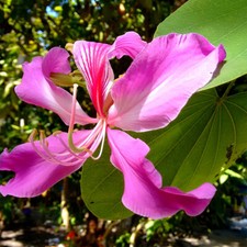 Semi bauhinia purpurea - 5,