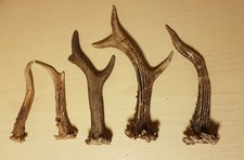 corna di capriolo rosicchio per cani