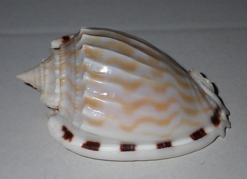 Huge pattern rare - mm,