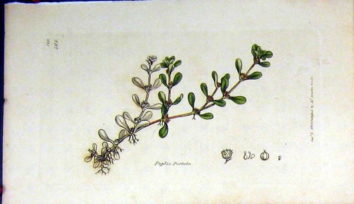 Vecchia stampa antica