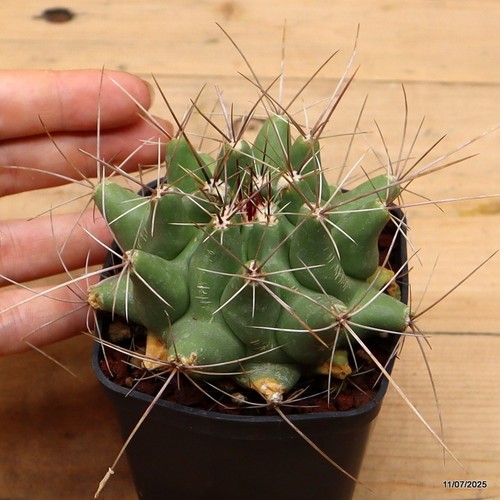 Thelocactus matudae buekii - thelocactus,