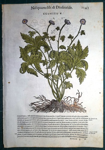 Stampa antica mattioli - stampa,