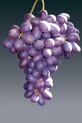 Uva crimson seedless pianta - uva,