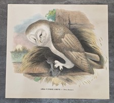 LITOGRAFIA ORNITOLOGICA ANTICA