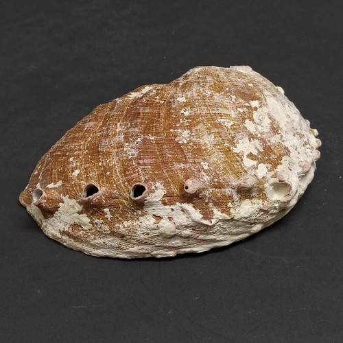 Conchiglia abalone naturale - abalone, 16