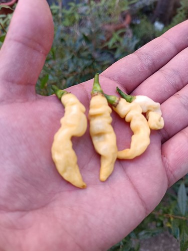 Semi murupi peperoncino - di,