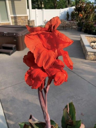 Very rare giant red - rare,