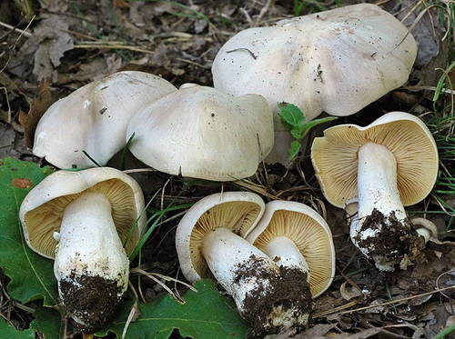 Entoloma sinuatum livid - entoloma,