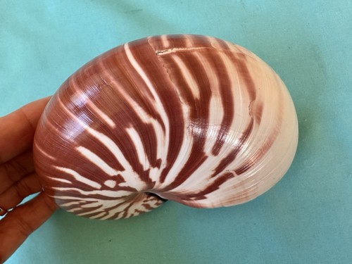 Bellissima conchiglia marina - conchiglia,