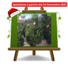 Albero di Natale VERO piante 100% italiane Abete rosso altezza 110-150 cm.
