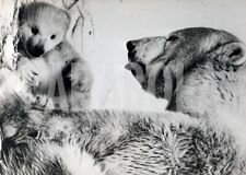 Foto vintage Alzati fannullone...sembra dire mamma orsa, stampa 21x15 cm