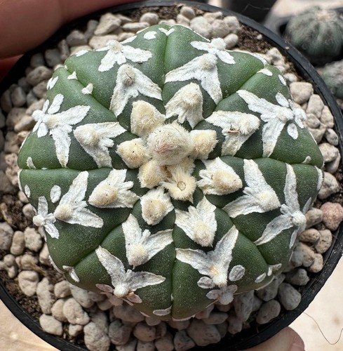 Astrophytum tipo see d - v, see-d