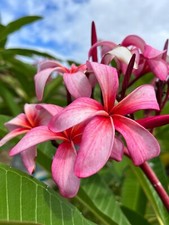 Frangipane plumeria pianta - frangipane,