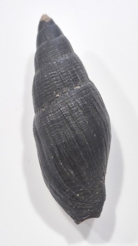 Mitra orientalis bargain - mitra,