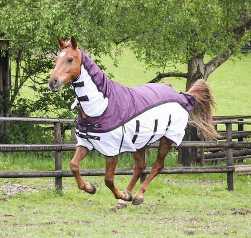 Tappeto cavallo rete - , affluenza