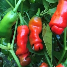 Red Peter Pepper Seeds |