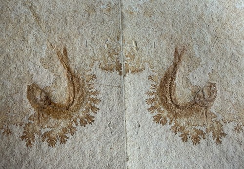 Leptolepis sprattiformis - 2,