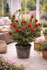 Metrosideros excelsa 80-100 cm