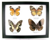 4 farfalle vere, imbottite