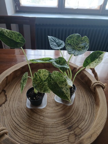 Alocasia dragon scale mint - dragon,