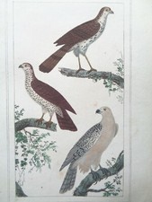 Buffon/Vauthier Incisione