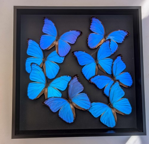 Insectrum giant blue morpho - insectrum,