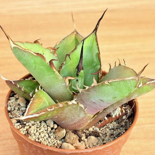 Agave titanota thunder pot - agave, ,