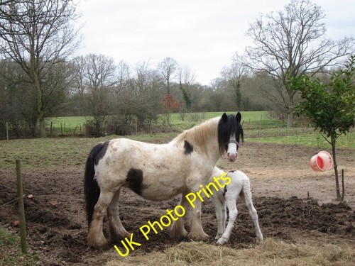 Photo 6x4 horse foal - photo,