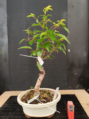 Bonsai prunus sakura - bonsai, h