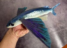 Museum Quality Fly Fish