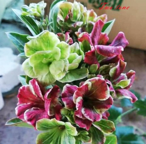 Nuovo adenium obesum desert - adenium,