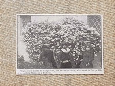 Bologna nel 1914 Gigantesca pianta di margherite proprietà Mazziotti Alta 4 mt
