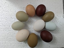 12 uova da cova Maran uova di