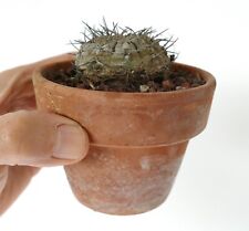 Gymnocalycium bodenbenderianum (south of Santiago del Estero, Argentina) ZZ