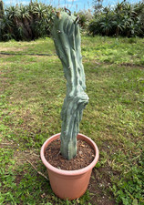 MYRTILLOCACTUS  GEOMETRIZANS