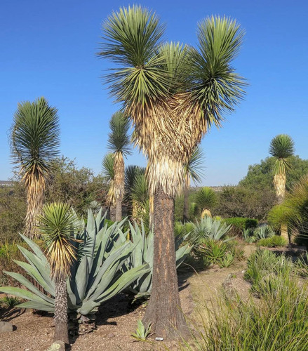 Yucca filifera mexican - filifera, 'mexican