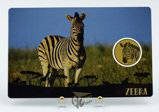 Zebra africana - Africa's Big